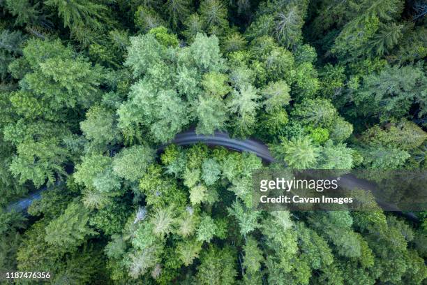 pine forest and a road from above at vancouver island, canada - vancouver island stock-fotos und bilder