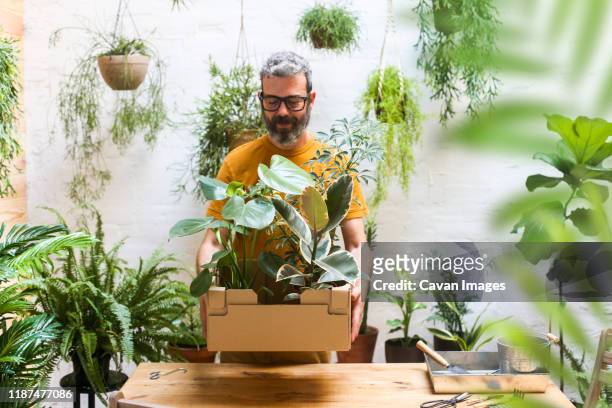 man holding cardboard box with new plants for his terrace. - room plant stock pictures, royalty-free photos & images
