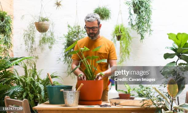 man repotting green plant (monstera deliciosa) - fines herbes stock-fotos und bilder