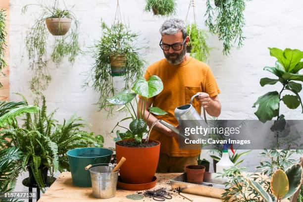 man watering green plant (monstera deliciosa) - fines herbes stock-fotos und bilder