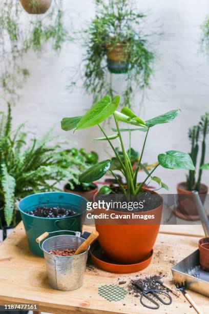repotted plant on wooden table  (monstera deliciosa) - fines herbes stock-fotos und bilder