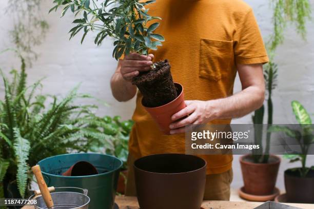 man repotting green plant (schefflera umbrella dwarf plant) - potting - fotografias e filmes do acervo