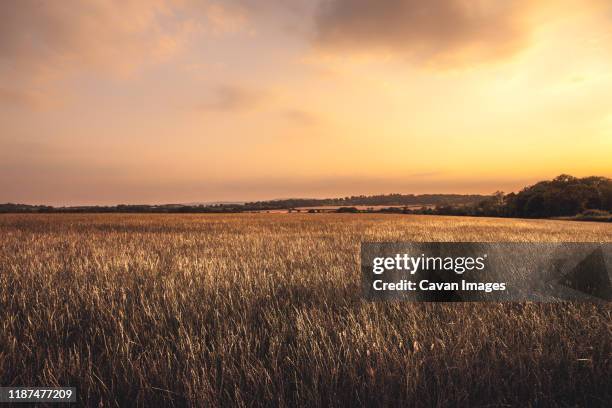 golden hour sunset over fields of wheat gloucestershire - プレーリー ストックフォトと画像