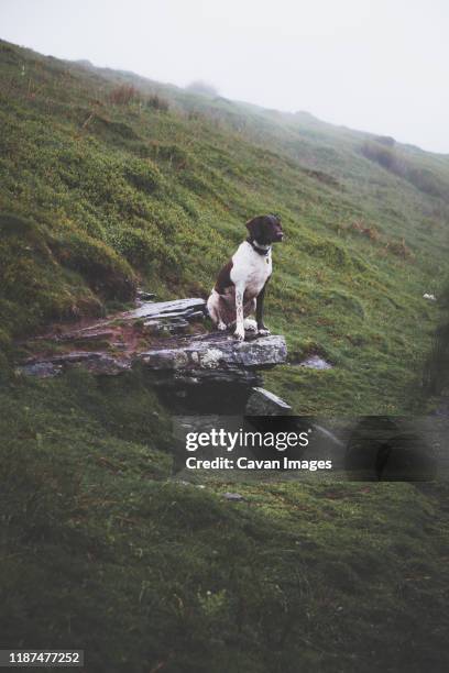 a dog perching on a rocky outcrop in foggy weather in wales - perro de caza fotografías e imágenes de stock