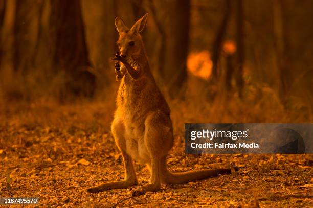 Wallaby licks its burnt paws after escaping a bushfire on the Liberation Trail near the township of Nana Glen on the Mid North Coast of NSW, November...