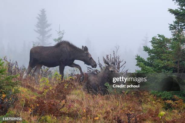 cow moose with calf in fall, alces alces, female animal with young - moose face stock pictures, royalty-free photos & images