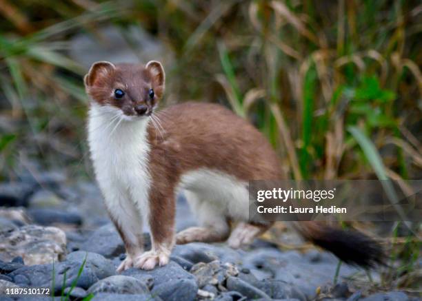 alaska ermine weasel - mustela erminea stock pictures, royalty-free photos & images