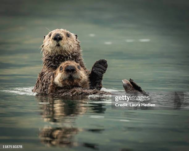 sea otters - lontra foto e immagini stock