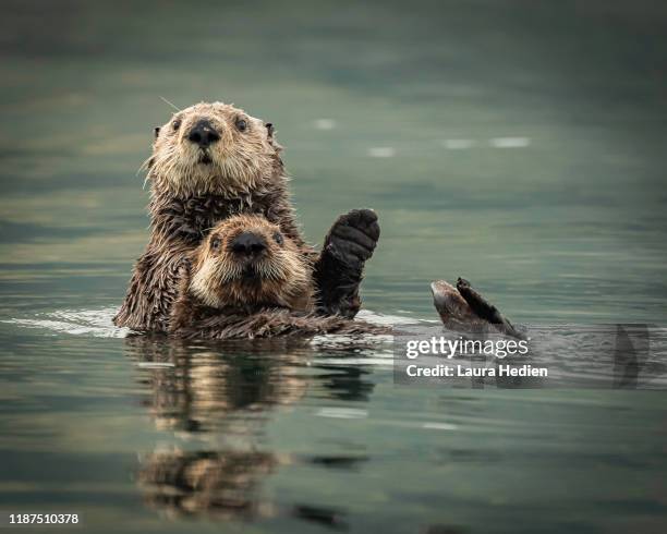 sea otters - sea otter (enhydra lutris) stock pictures, royalty-free photos & images