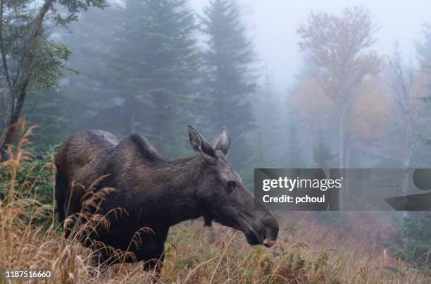 Fall Moose Real 37 Moose Mountain Provincial Park Stock Photos, High-Res Pictures, and ...
