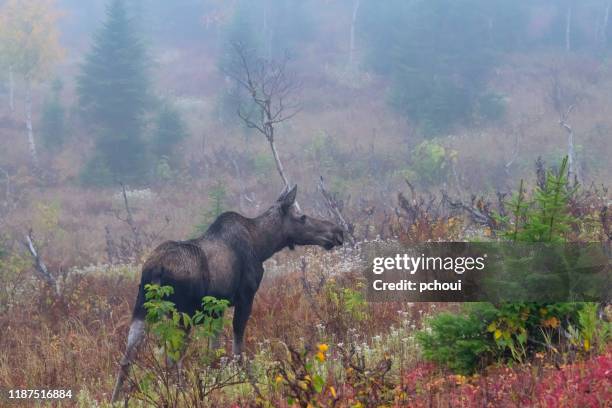 Fall Moose Real 37 Moose Mountain Provincial Park Stock Photos, High-Res Pictures, and ...