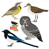 Magpie, Great grey owl, Sandpiper, Western meadowlark Birds collection Vector illustration Isolated objects