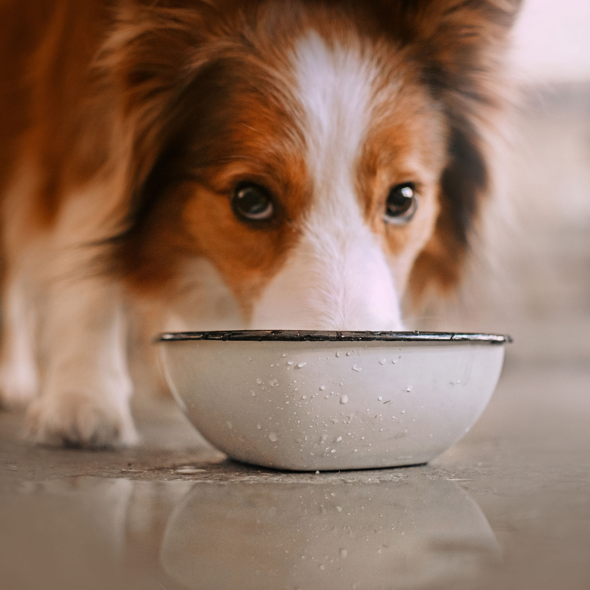 dog drink water