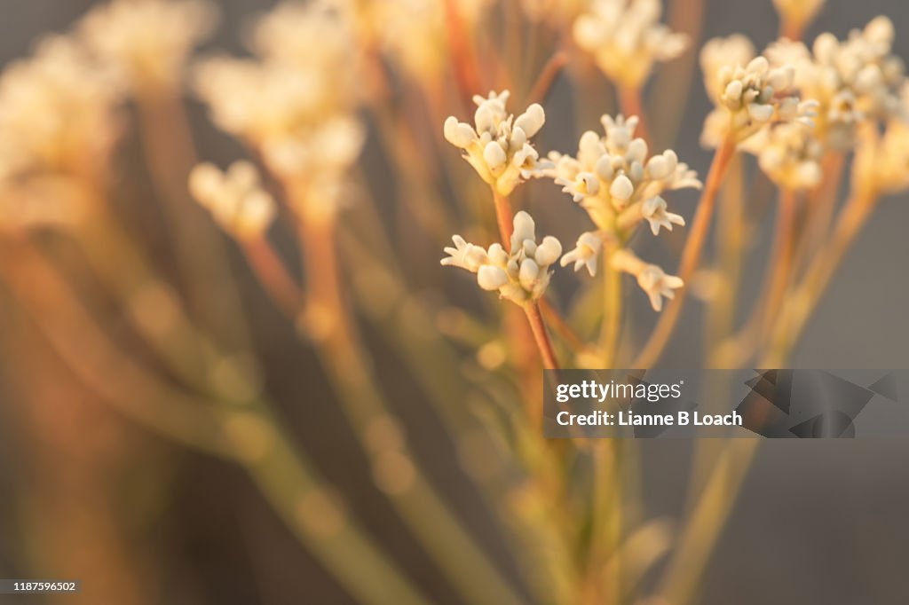Wallum Wildflower