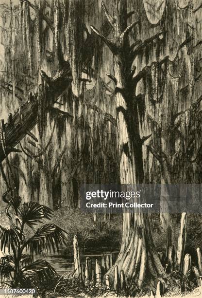 Cypress-Swamp', 1872. Freshwater forested wetland in Mississippi, southern USA. From "Picturesque America; or, The Land We Live In, A Delineation by...