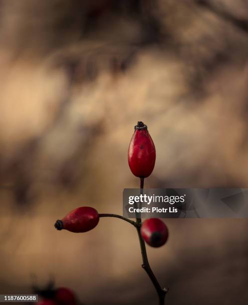 wild roses - wildrose stock-fotos und bilder