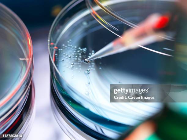 stem cell research, scientist pipetting cells into a petri dish. - biotech stock-fotos und bilder