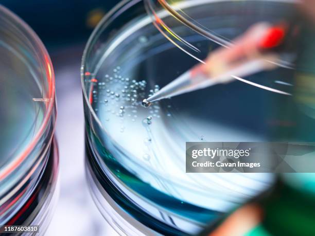 stem cell research, scientist pipetting cells into a petri dish. - glas serviesgoed stockfoto's en -beelden