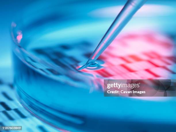 genetic research, pipetting sample into petri dish with dna results. - medical sample - fotografias e filmes do acervo