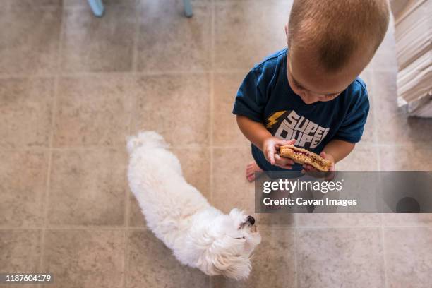 toddler boy holding sandwich in kitchen while small dog looks at him - toddler eating sandwich stock-fotos und bilder