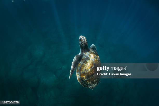 close-up of sea turtles swimming underwater - tortuga golfina fotografías e imágenes de stock