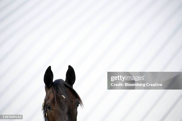 a thoroughbred racehorse - engelse volbloed (paard) stockfoto's en -beelden