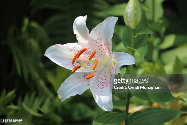 spotted oriental lily in a garden, under the sun - lelie stockfoto's en -beelden