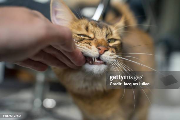 cute mark of affection of a bred somali cat - abyssinian cat stock-fotos und bilder