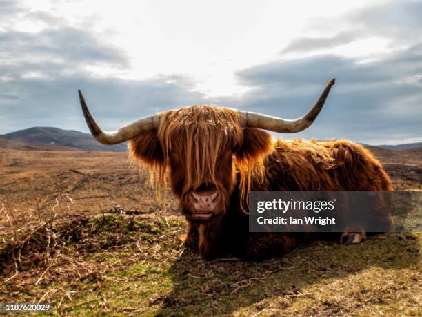 highland cow - highland cow stockfoto's en -beelden