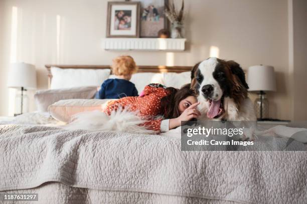 kids lay on bed with large dog while girl tries to touch dogs tongue - big dog little dog stock pictures, royalty-free photos & images