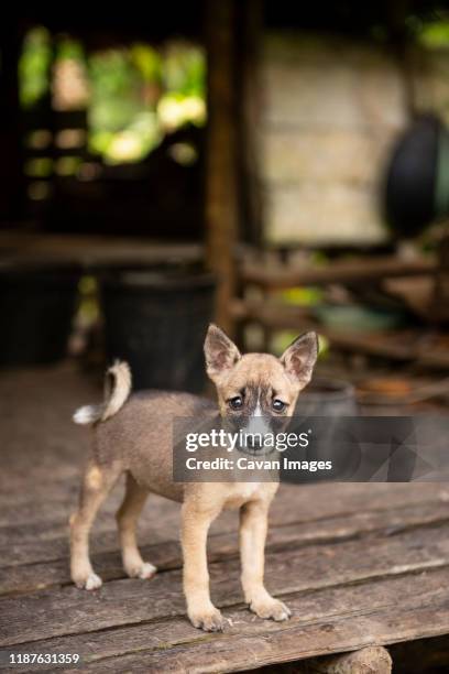 dog puppy used for hunting - indonesia mentawai canoe stock pictures, royalty-free photos & images