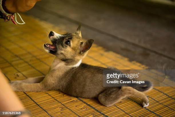 hunter dog puppy used in hunting by men from the mentwai tribe - indonesia mentawai canoe stock pictures, royalty-free photos & images