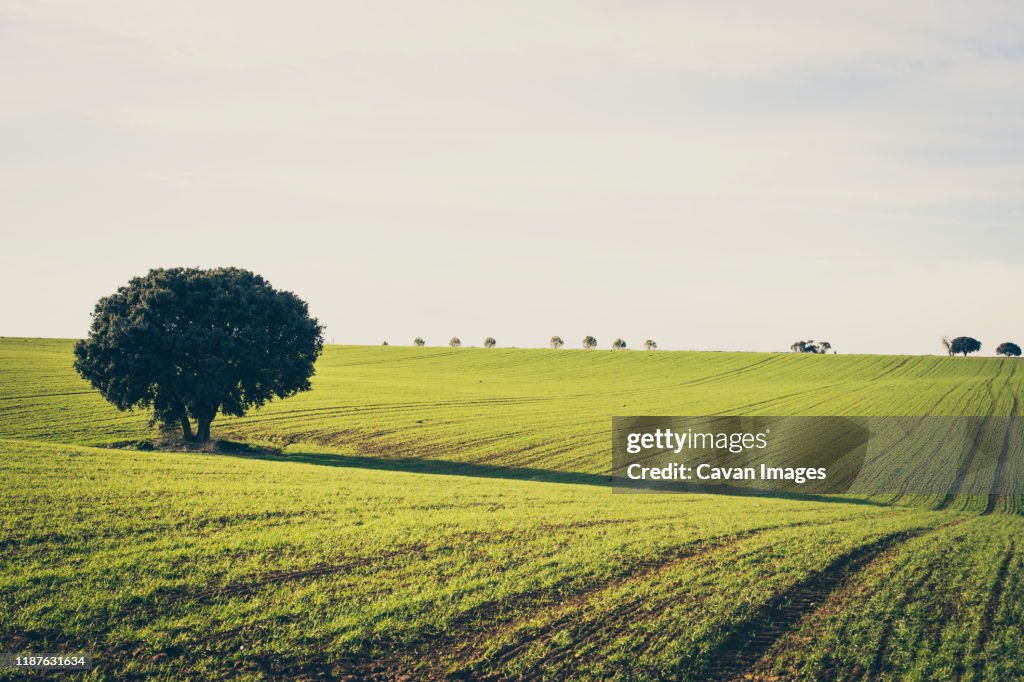 Tree under the cloud sky