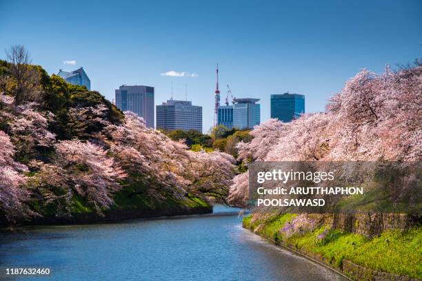 cherry blossom full bloom in tokyo , chidorigafuchi park , japan - cherry blossom in full bloom in tokyo fotografías e imágenes de stock