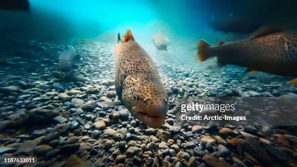 arctic char, oxara river, thingvellir national park, iceland - char stock pictures, royalty-free photos & images