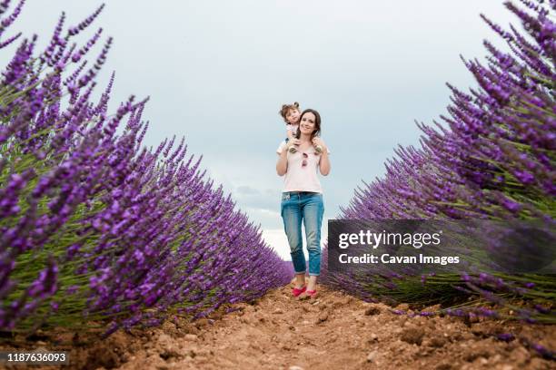 mother and daughter walking among lavender fields in the summer - alpes da alta provença imagens e fotografias de stock