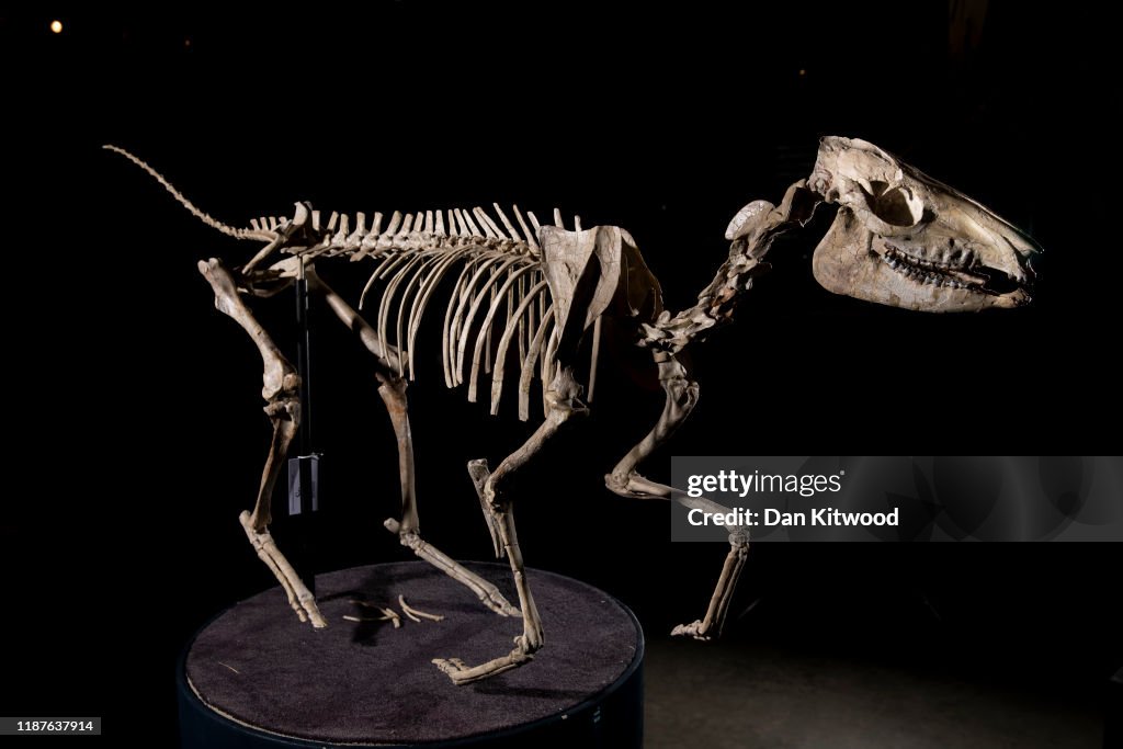 Dinosaur Bones and 100 million year old Amber Go Under The Hammer