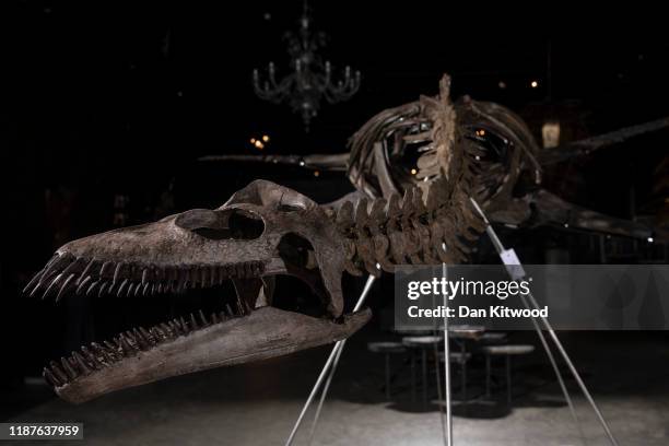 Plesiosaur skeleton from the Upper Jurassic period during a press preview at Summers Place Auctions on November 14, 2019 in Billingshurst, England....