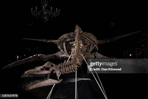 Plesiosaur skeleton from the Upper Jurassic period during a press preview at Summers Place Auctions on November 14, 2019 in Billingshurst, England....