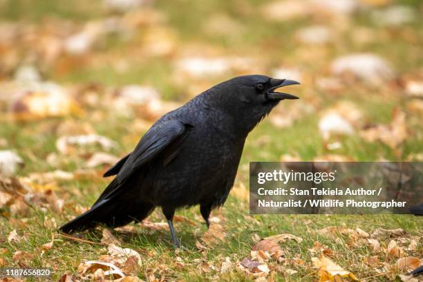 american crow - american crow stock pictures, royalty-free photos & images