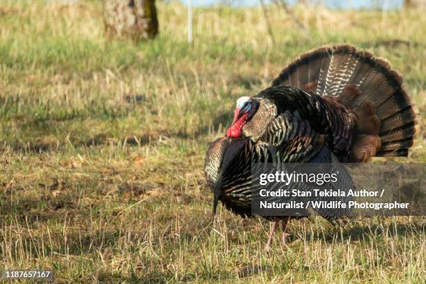 eastern wild turkey, tom displaying, mating, breeding - turkey hunting stock pictures, royalty-free photos & images