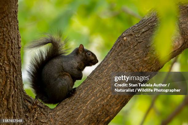 eastern gray squirrel black morph, melanstic - sciurus carolinensis stock-fotos und bilder