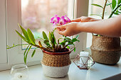 Dendrobium orchid. Woman taking care of home plats. Close-up of female hands holding flowers