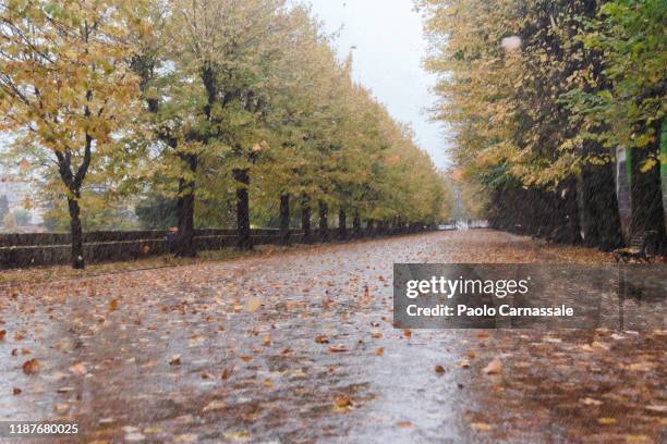 tree-lined avenue in autumn in a rainy day - november landscape stock pictures, royalty-free photos & images