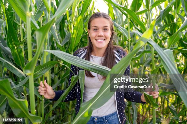attractive woman standing in a cornfield - stock photo - corn maze stock pictures, royalty-free photos & images