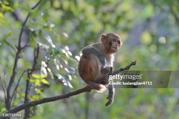wild macaques of daily life-monkey sits on a branch - rhesus macaque stock pictures, royalty-free photos & images