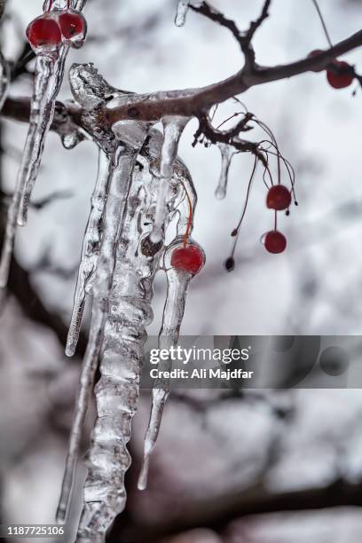 icicles - icicle macro stock pictures, royalty-free photos & images