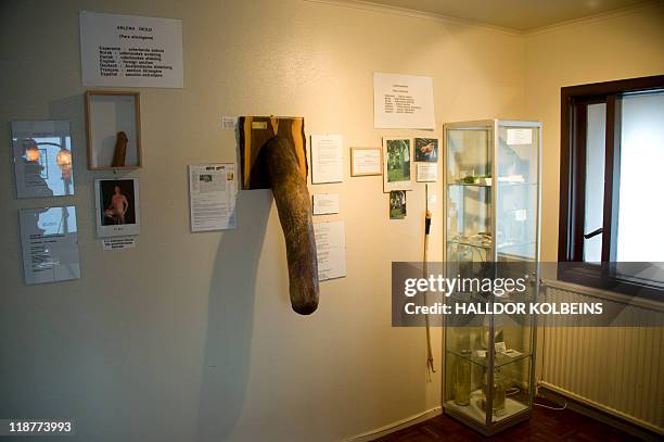 Nina LARSON Various animal penises are displayed in Iceland's Phallological Museum on June 28, 2011 in Husavik. From gigantic whale penises to...