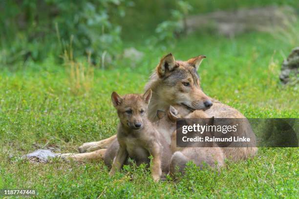 2 Baby Wolves Baby Wolf Photos and Premium High Res Pictures - Getty Images