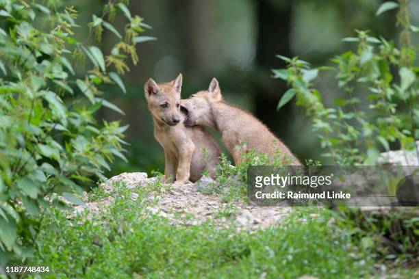 wolf, canis lupus, two young playing - cub bildbanksfoton och bilder